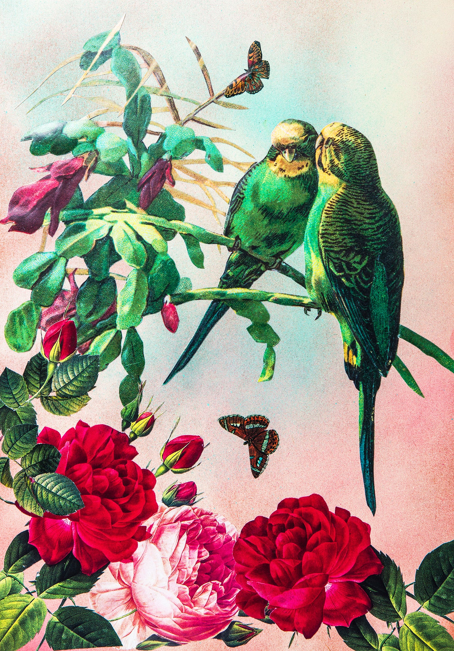 budgies A4 giclée print